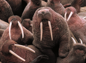 walrus tusks